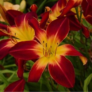 Meet your Posher, Janice